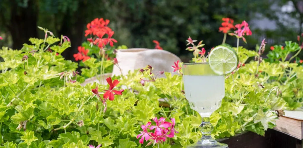 Daïquiri Cocktail, classique Cubain si méconnu mais délicieux, enfin dévoilé