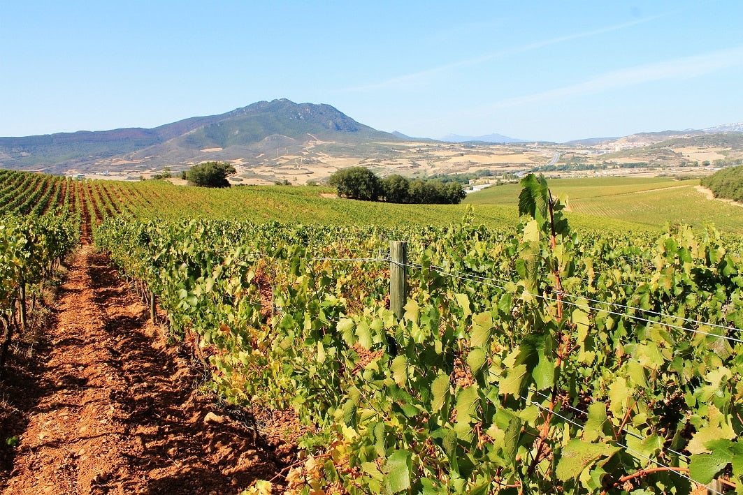 Spain vineyards Jerez