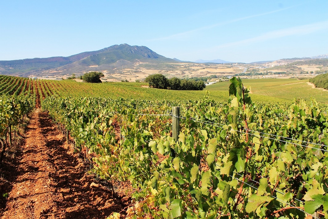 jerez vignes, vins d'espagne