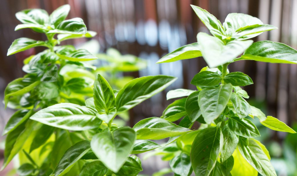 feuilles de basilic en cocktail gin basil smash