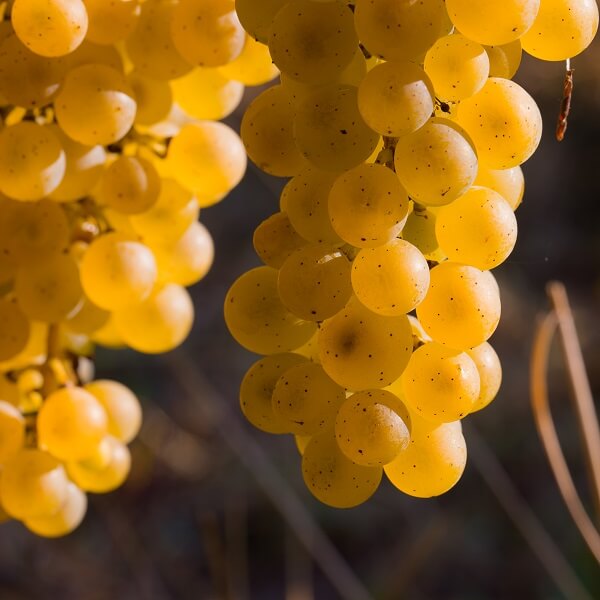 grappes baco pour armagnac